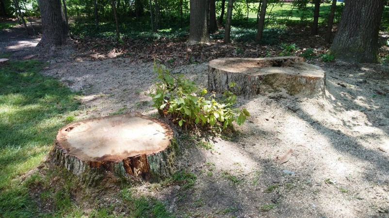 Stump removal Grand Haven, MI 49417